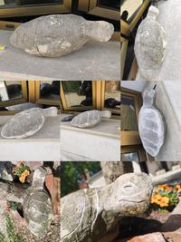 My turtle-shaped stone became a turtle