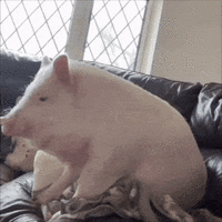 Cheeky Pig Smirk GIF