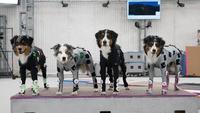 Motion capture dogs for The Last of Us