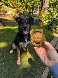 A few days of fetch