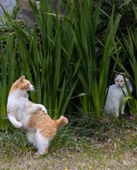 Spying