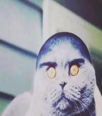 Folk Valley Cat Raw