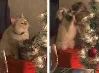 Ruining Christmas
