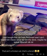 Supre Just bought this cat from PetSmart and I ain't heard him meow since we left the store, maybe he speak Spanish idk lol • 3h That ain't a fricken cat, that's a ferret! Reply -30