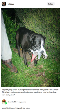 valdevia Follow Help! My dog keeps hunting these little animals in my yard. I don't know if this is an endangered species. Anyone has tips on how to stop dogs from doing this? themischievousgnome uncle fizzlebob... they got you too....