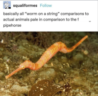 squaliformes Follow basically all "worm on a string" comparisons to actual animals pale in comparison to the f pipehorse