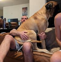 A lap dog