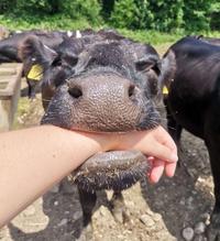 Chomp