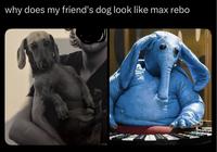why does my friend's dog look like max rebo
