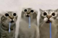 A reaction image meme of three low resoultion cats drooling.