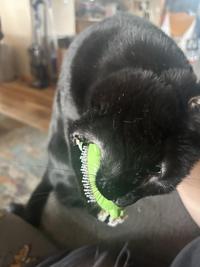 No brushing allowed