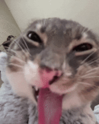 Rigby the Cat Sticking Tongue Out Meme