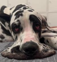 This dog