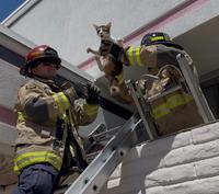Cat's expression after being rescued