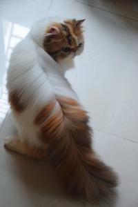 Perfect hair