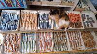 Fish hoarder