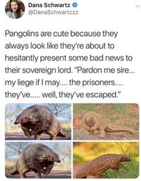 Dana Schwartz @DanaSchwartzzz Pangolins are cute because they always look like they're about to hesitantly present some bad news to their sovereign lord. "Pardon me sire... my liege if I may.... the prisoners.... they've..... well, they've escaped."