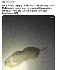 r/animalid 7h What is this big guy? He is like 1.25x the length of a McDonald's burger and he was waddling past my office just now. He started digging furiously [southwest US] 1/3