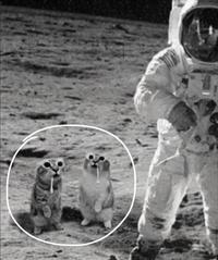Drooling Cats Moon