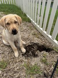 Yum, dirt