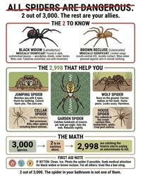ALL SPIDERS ARE DANGEROUS. 2 out of 3,000. The rest are your allies. THE 2 TO KNOW BLACK WIDOW (Latrodectus) MEDICALLY SIGNIFICANT. Found in dark, undisturbed spaces - woodpiles, sheds, under decks. Bites rare. Fatalities extremely rare with treatment. BROWN RECLUSE (Loxosceles) MEDICALLY SIGNIFICANT. Limited range (south-central US). Avoids contact. Bites when pressed against skin in stored clothing. THE 2,998 THAT HELP YOU JUMPING SPIDER Watches you with 8 eyes. Hunts by stalking. Cannot harm you. The cute one. CELLAR SPIDER (daddy longlegs) Not venomous. Kills other spiders including black widows. 3,000 H species. www GARDEN SPIDER Catches hundreds of insects per web per night. Eats the web. Rebuilds nightly. THE MATH 2 to be cautious about. WOLF SPIDER Runs on the ground. Carries babies on her back. Hunts pests. Looks scary. Harmless. HOUSE SPIDER The cobweb in the corner catches flies, mosquitoes, gnats. Free pest control. 2,998 FIRST AID NOTE are catching the insects you're paying an exterminator to kill. IF BITTEN: Clean. Ice. Photo the spider if possible. Seek medical attention for black widow or brown recluse. For all others: treat like a bee sting. 2 out of 3,000. The spider in your bathroom is not one of them.
