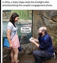 In Ohio, a baby hippo stole the limelight after photobombing this couple's engagement photo. It's about time, buddy!