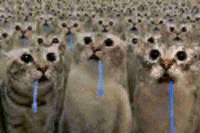 Crowd of Drooling Cats Explosion