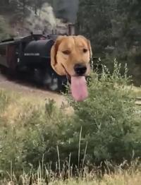 Train Dog Meme Image
