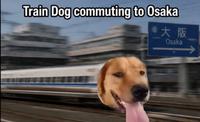Train Dog commuting to Osaka 掸大阪 Osaka
