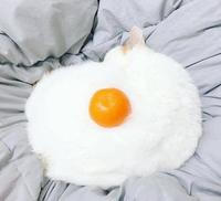 Egg cat