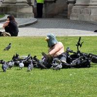 Pigeons