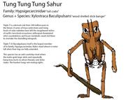 Tung Tung Tung Sahur Family: Hypsigecarcinidae "tall crabs" Genus + Species: Xylostraca Baculipulsans "wood shelled stick-banger" Triple-T is a derived crab from 500 million years in the future. A series of mass extinctions and rising levels of solar radiation have left the megafaunal niches of earth's terrestrial ecosystems arthropod-dominated, who's exoskeletons and lesser metabolic needs led them to overtake the dwindling tetrapods. Triple-T (X. Baculipulsans) itself is the largest member of its family, Hypsigecarcinidae. Males stand almost a meter tall when their legs are fully extended. This species has an odd courtship ritual where the males grab large sticks and repeatedly bang trees/rocks to attract females and deter males. The loudest tungs win mating rights.