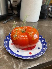 This tomato started sprouting