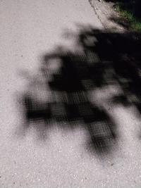 This apple tree shadow
