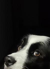 Who's there?