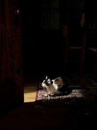 Sunbeam
