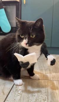 Cat accessories