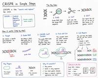 CRISPR in Simple Steps CRISPR is like "search and replace" for DNA. CRISPR = Clustered The Big Idea: MAM Regularly Interspaced Short (sounds complex, works simple!) DNA Palindromic Repeats How it works (step by step): →>> HINTA 1. FIND Guide RNA finds the target DNA sequence. ->>> → MIINNN 2. CUT Cas9 acts like molecular scissors and cuts the DNA. 3. EDIT Cell repairs the cut. We can use this to add, remove or fix genetic material. 1. Target 2. Guide RNA We choose a specific We design a short gene/sequence we want to edit. RNA guide that is Complementary to the target. 3. CRISPR-Cas9 Complex The guide RNA binds to Cas9 protein. Together they form the CRISPR "tool". 4. Find and Cut The complex scans the DNA, matches the target, and Cas9 cuts both strands. 5. Cell Repairs The cell fixes the break. We can use this natural repair to: •Disable a gene Insert new gene Correct a mutation. MMMMM "target sequence guide RNA Cas9 Cas9 cut MIX MIXXMININ gene disabled (deletion) new gene inserted mutation MIXXX corrected 0៛ Key Players: Why it's powerful? Think of it like this: The enzyme (scissors) mman Guide RNA (GPS finds the address) MMX ✓ Very precise Guide RNA Address Works in many organisms Cas9 = Scissors CAT DNA Can treat genetic diseases DNA = Book (The instruction book) Helps in research, medicine, agriculture and more! SAT →>>> CAT HAT BAT 8-8 BAT Edit = Change a word in the book
