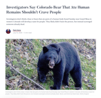 Investigators Say Colorado Bear That Ate Human Remains Shouldn't Crave People Investigators don't think a bear or bears that ate parts of a human body found Sunday near Grand Mesa in western Colorado will develop a taste for people. They likely didn't hunt the person, but instead scavenged someone already dead. Mark Heinz July 10, 2026▪ 4 min read Investigators don't think a bear or bears that ate parts of a human body found Sunday near Grand Mesa in western Colorado will develop a taste for people. They likely didn't hunt the person, but instead scavenged someone already dead. Above, and American black bear. (Getty Images)