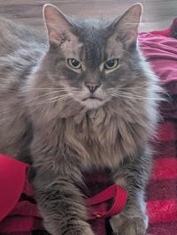 Laying on folded laundry