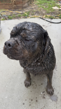 Digging in the mud