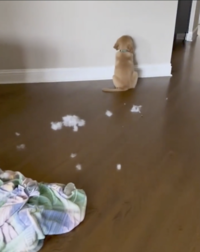 The toy just exploded