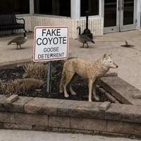 FAKE COYOTE GOOSE DETERRENT