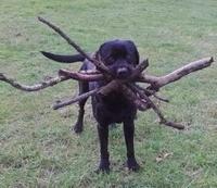 Too many sticks