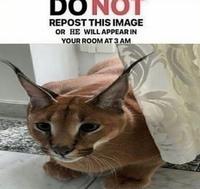 DO NOT REPOST THIS IMAGE OR HE WILL APPEAR IN YOUR ROOM AT 3 AM