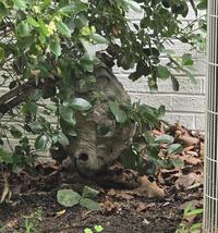 This hornet nest