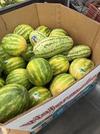 MELON