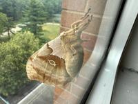 This moth