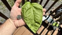 This basil leaf