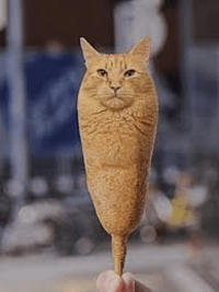 cat behind my job that we named corn dog